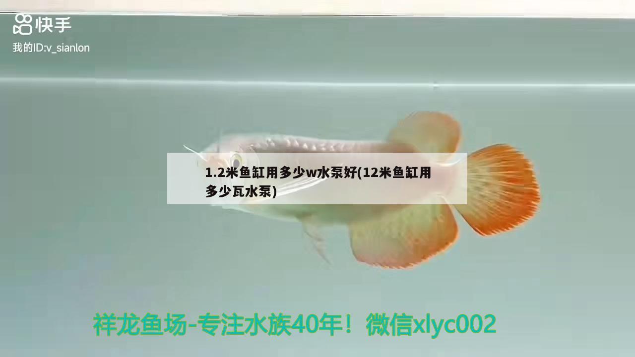 1.2米魚缸用多少w水泵好(12米魚缸用多少瓦水泵) 皇冠黑白魟魚