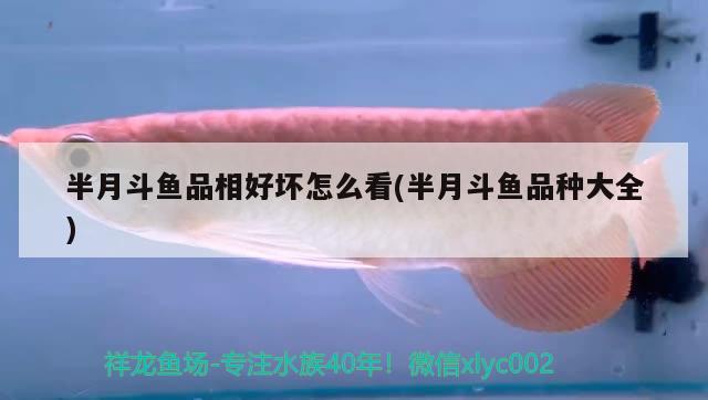 半月斗魚品相好壞怎么看(半月斗魚品種大全) 觀賞魚