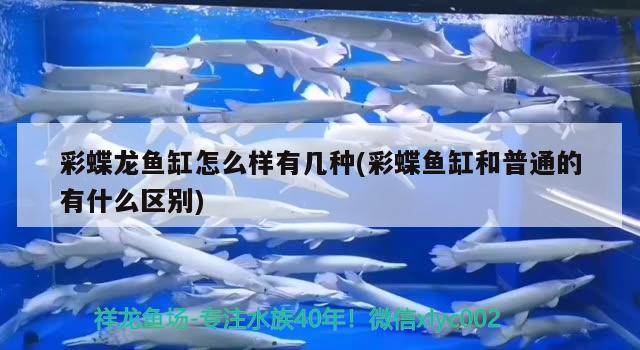 彩蝶龍魚缸怎么樣有幾種(彩蝶魚缸和普通的有什么區(qū)別)