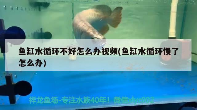 魚缸水循環(huán)不好怎么辦視頻(魚缸水循環(huán)慢了怎么辦)