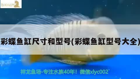 彩蝶魚缸尺寸和型號(彩蝶魚缸型號大全)