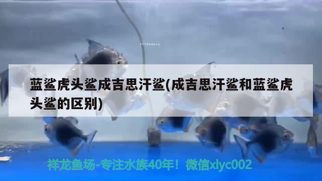 藍鯊虎頭鯊成吉思汗鯊(成吉思汗鯊和藍鯊虎頭鯊的區(qū)別) 成吉思汗鯊（球鯊）魚