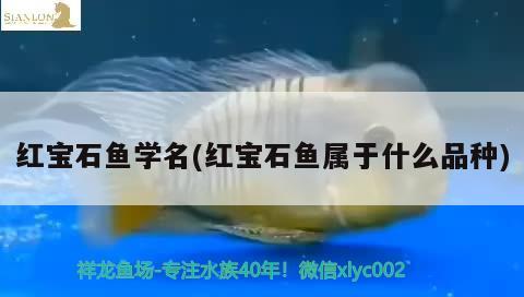 紅寶石魚(yú)學(xué)名(紅寶石魚(yú)屬于什么品種)