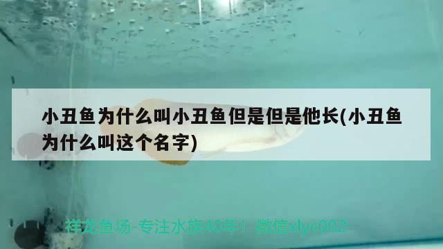 小丑魚為什么叫小丑魚但是但是他長(小丑魚為什么叫這個(gè)名字) 海水魚