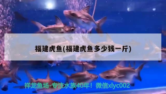 福建虎魚(福建虎魚多少錢一斤)