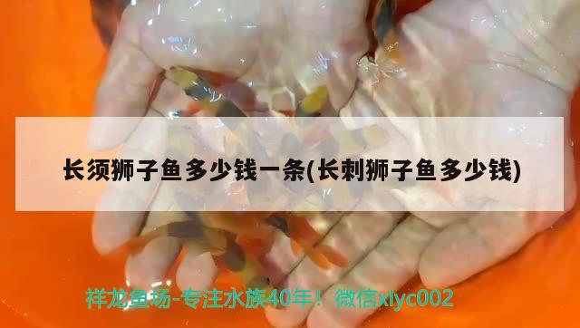 長須獅子魚多少錢一條(長刺獅子魚多少錢) 觀賞魚