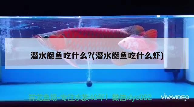 潛水艇魚吃什么?(潛水艇魚吃什么蝦) 潛水艇魚