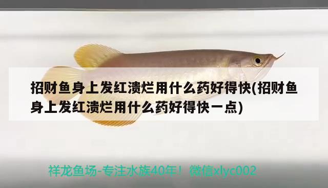 招財(cái)魚身上發(fā)紅潰爛用什么藥好得快(招財(cái)魚身上發(fā)紅潰爛用什么藥好得快一點(diǎn)) 觀賞魚