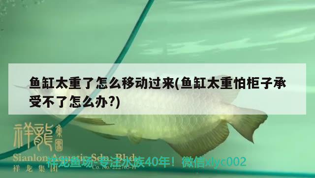 魚缸太重了怎么移動(dòng)過來(魚缸太重怕柜子承受不了怎么辦?) 翡翠鳳凰魚