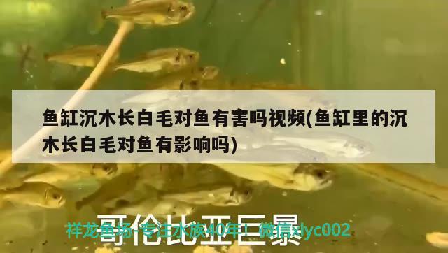 魚缸沉木長白毛對魚有害嗎視頻(魚缸里的沉木長白毛對魚有影響嗎)