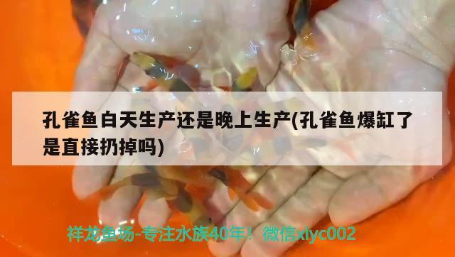 孔雀魚白天生產(chǎn)還是晚上生產(chǎn)(孔雀魚爆缸了是直接扔掉嗎)