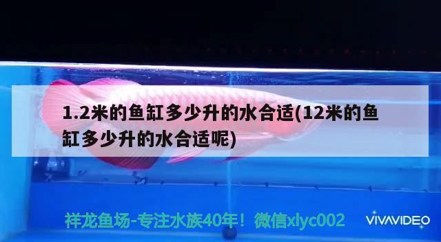 1.2米的魚缸多少升的水合適(12米的魚缸多少升的水合適呢) 奈及利亞紅圓點(diǎn)狗頭