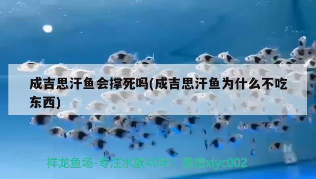 成吉思汗魚會撐死嗎(成吉思汗魚為什么不吃東西) 觀賞魚