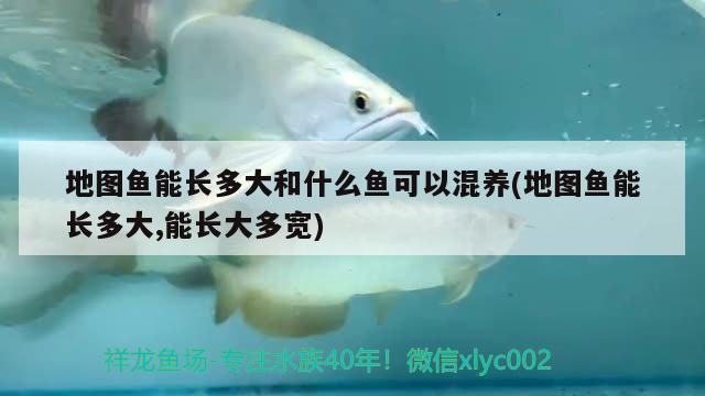 地圖魚(yú)能長(zhǎng)多大和什么魚(yú)可以混養(yǎng)(地圖魚(yú)能長(zhǎng)多大,能長(zhǎng)大多寬)