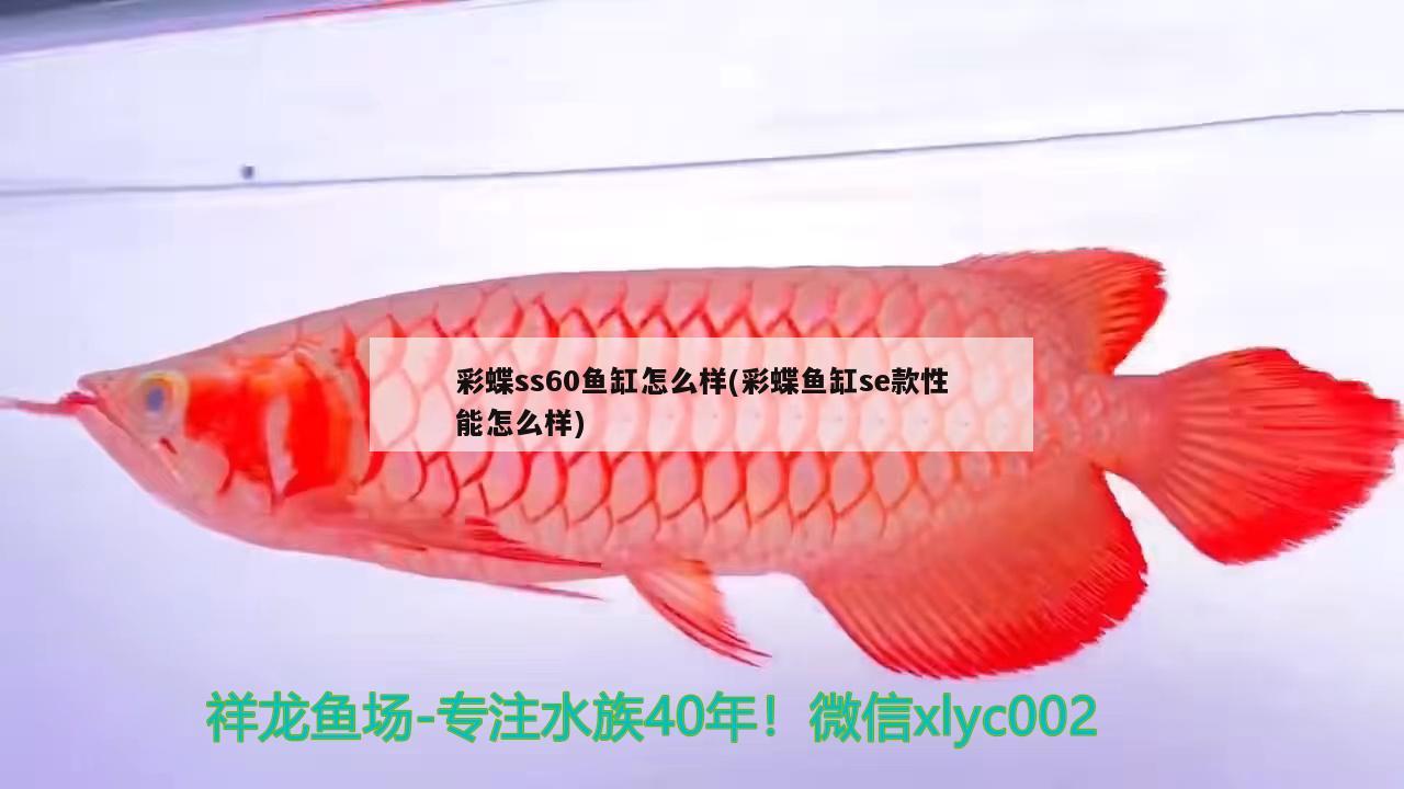 彩蝶ss60魚缸怎么樣(彩蝶魚缸se款性能怎么樣)