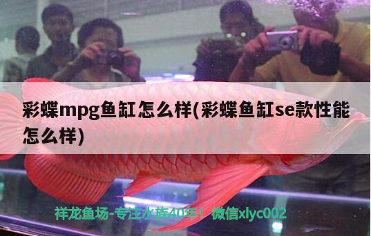 彩蝶mpg魚(yú)缸怎么樣(彩蝶魚(yú)缸se款性能怎么樣)