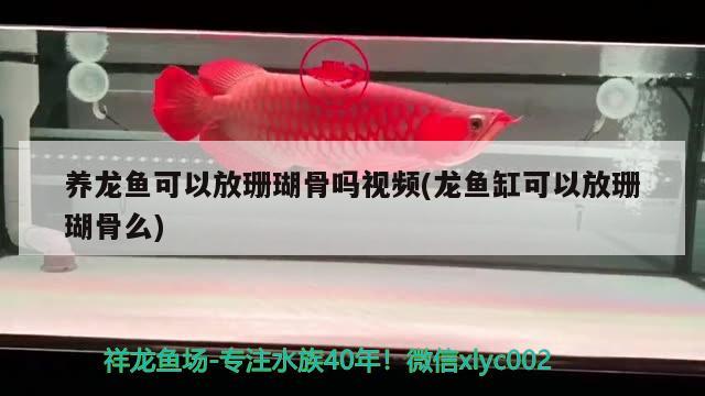 養(yǎng)龍魚可以放珊瑚骨嗎視頻(龍魚缸可以放珊瑚骨么)