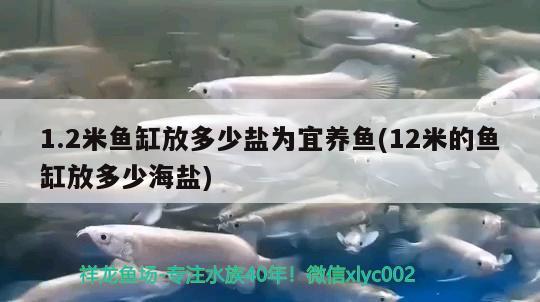 1.2米魚缸放多少鹽為宜養(yǎng)魚(12米的魚缸放多少海鹽) 白子黃化銀龍魚