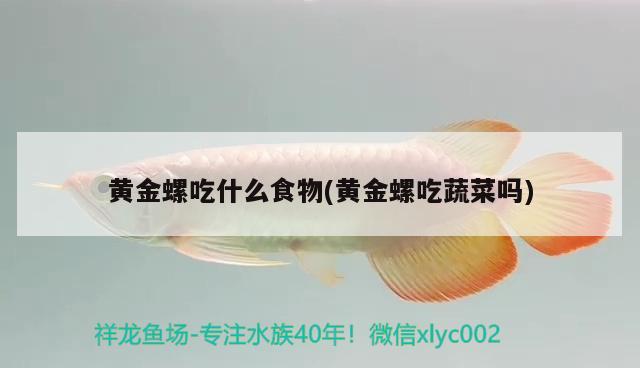 黃金螺吃什么食物(黃金螺吃蔬菜嗎) 觀賞魚