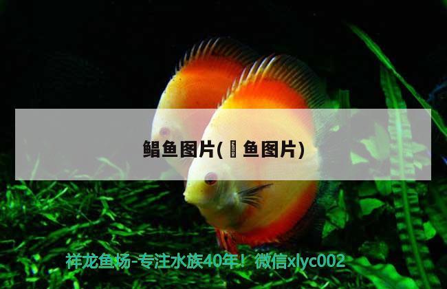 鯧魚圖片(鳡魚圖片) 觀賞魚 第2張