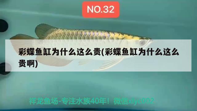 彩蝶魚缸為什么這么貴(彩蝶魚缸為什么這么貴啊)