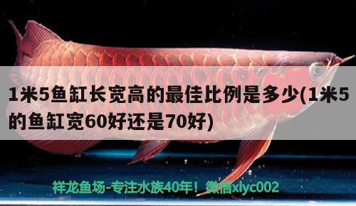 1米5魚缸長寬高的最佳比例是多少(1米5的魚缸寬60好還是70好)