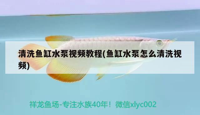 清洗魚(yú)缸水泵視頻教程(魚(yú)缸水泵怎么清洗視頻) 魚(yú)缸水泵