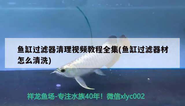 魚(yú)缸過(guò)濾器清理視頻教程全集(魚(yú)缸過(guò)濾器材怎么清洗)