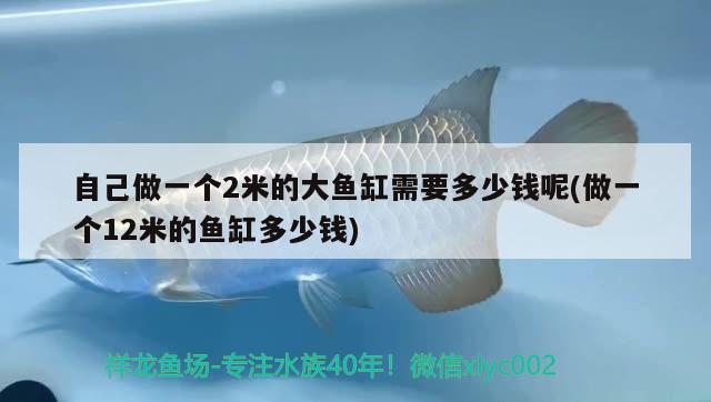 自己做一個2米的大魚缸需要多少錢呢(做一個12米的魚缸多少錢)