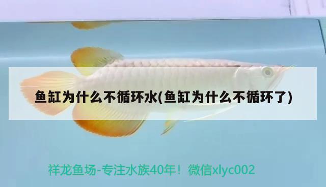 魚缸為什么不循環(huán)水(魚缸為什么不循環(huán)了)