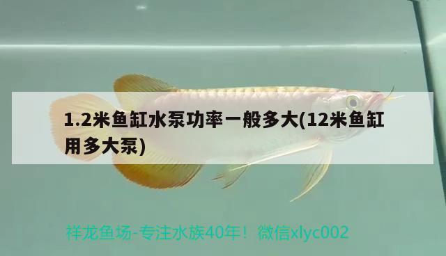 1.2米魚缸水泵功率一般多大(12米魚缸用多大泵)