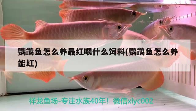 鸚鵡魚怎么養(yǎng)最紅喂什么飼料(鸚鵡魚怎么養(yǎng)能紅)