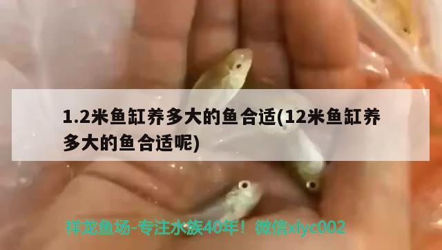 1.2米魚缸養(yǎng)多大的魚合適(12米魚缸養(yǎng)多大的魚合適呢)