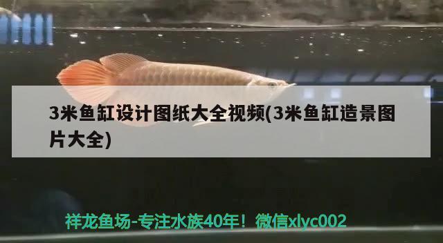 3米魚缸設(shè)計圖紙大全視頻(3米魚缸造景圖片大全) 觀賞蝦蟹等飼料