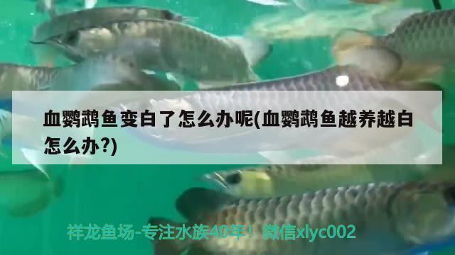 血鸚鵡魚變白了怎么辦呢(血鸚鵡魚越養(yǎng)越白怎么辦?) 鸚鵡魚