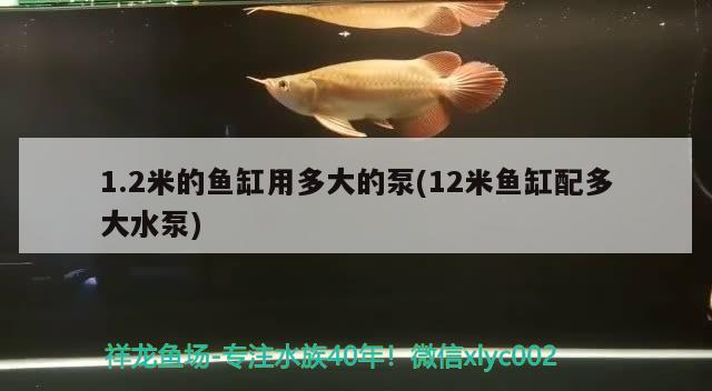 1.2米的魚缸用多大的泵(12米魚缸配多大水泵)