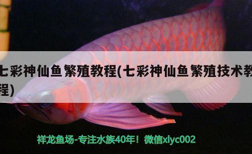 七彩神仙魚繁殖教程(七彩神仙魚繁殖技術(shù)教程) 七彩神仙魚