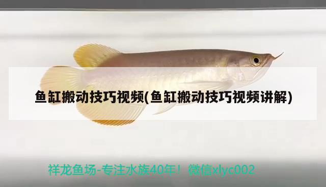 魚缸搬動技巧視頻(魚缸搬動技巧視頻講解) 廣州觀賞魚魚苗批發(fā)市場