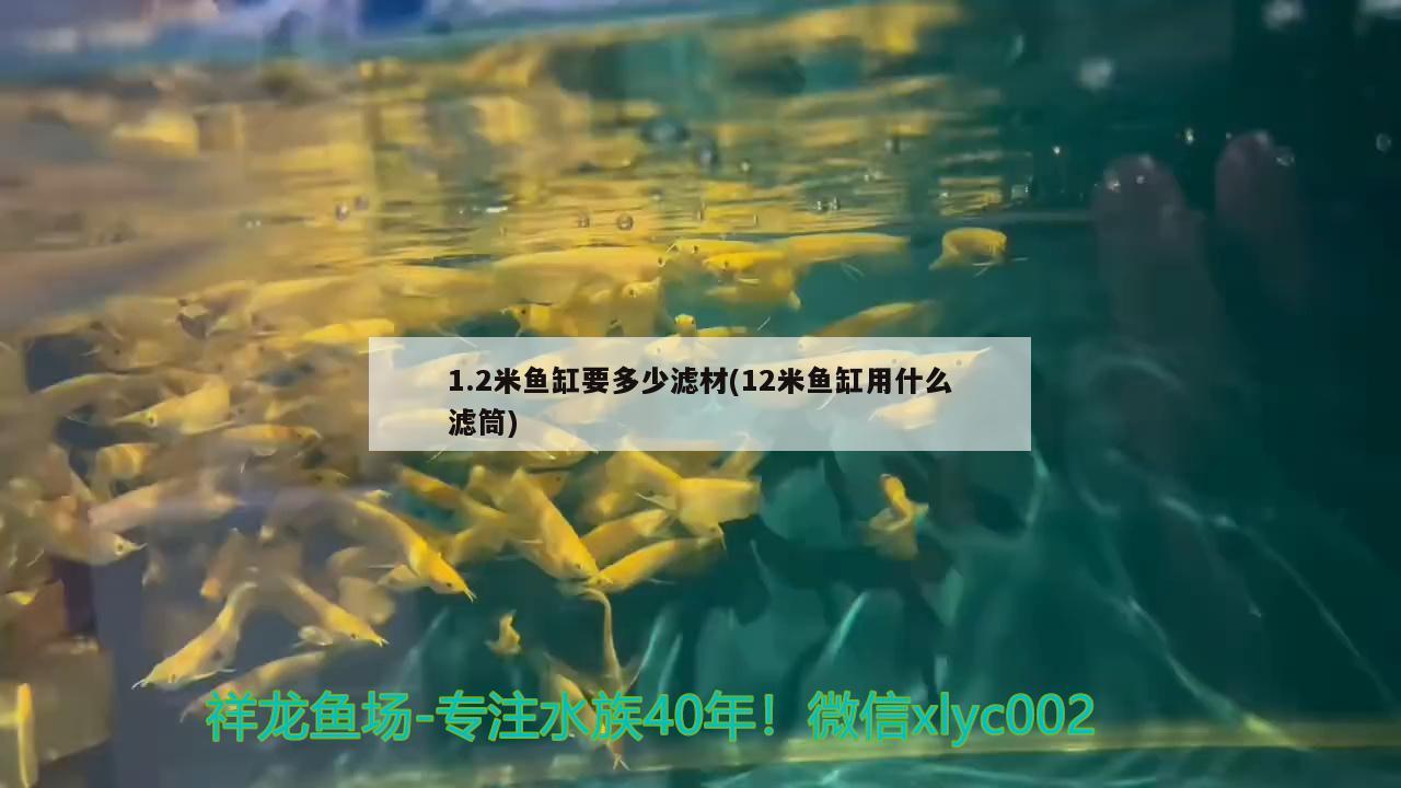 1.2米魚缸要多少濾材(12米魚缸用什么濾筒) 白子球鯊魚