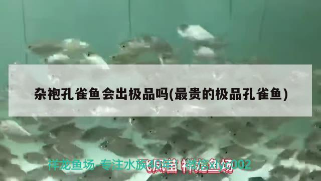 雜袍孔雀魚會出極品嗎(最貴的極品孔雀魚) 觀賞魚