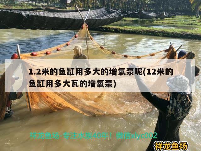 1.2米的魚缸用多大的增氧泵呢(12米的魚缸用多大瓦的增氧泵)