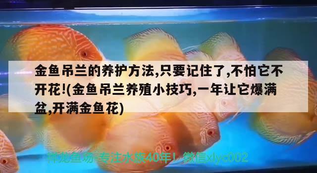 金魚吊蘭的養(yǎng)護(hù)方法,只要記住了,不怕它不開花!(金魚吊蘭養(yǎng)殖小技巧,一年讓它爆滿盆,開滿金魚花) 觀賞魚