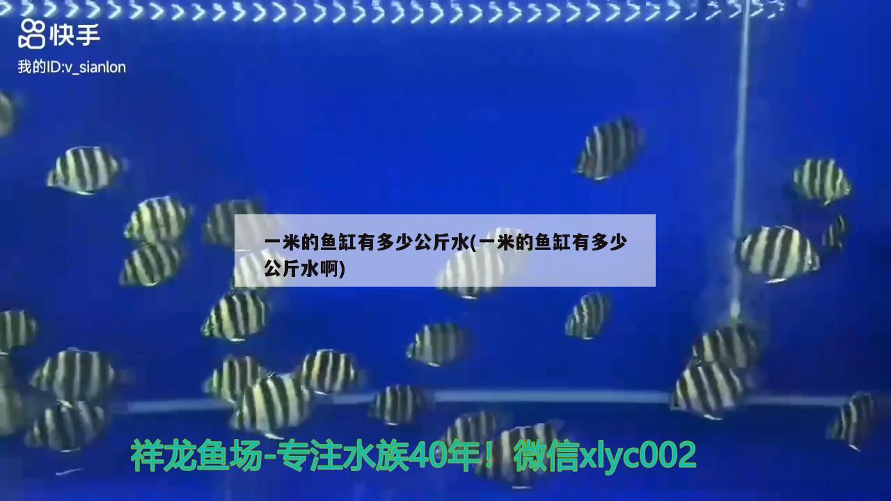 一米的魚缸有多少公斤水(一米的魚缸有多少公斤水啊) 古典過背金龍魚