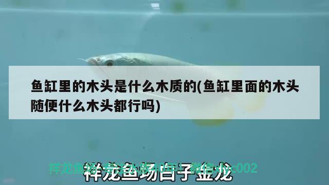 魚缸里的木頭是什么木質(zhì)的(魚缸里面的木頭隨便什么木頭都行嗎) 成吉思汗鯊（球鯊）魚