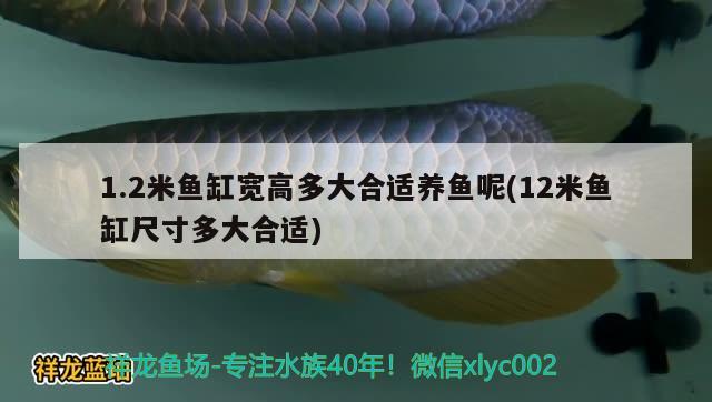 1.2米魚缸寬高多大合適養(yǎng)魚呢(12米魚缸尺寸多大合適)