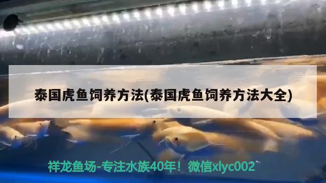 泰國虎魚飼養(yǎng)方法(泰國虎魚飼養(yǎng)方法大全) 虎魚百科