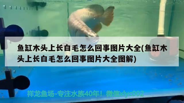 魚缸木頭上長白毛怎么回事圖片大全(魚缸木頭上長白毛怎么回事圖片大全圖解)