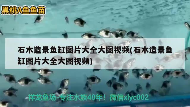 石木造景魚缸圖片大全大圖視頻(石木造景魚缸圖片大全大圖視頻) 狗頭魚