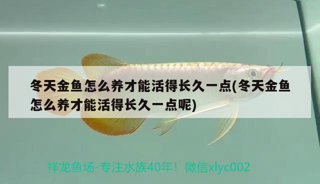 冬天金魚怎么養(yǎng)才能活得長久一點(diǎn)(冬天金魚怎么養(yǎng)才能活得長久一點(diǎn)呢)