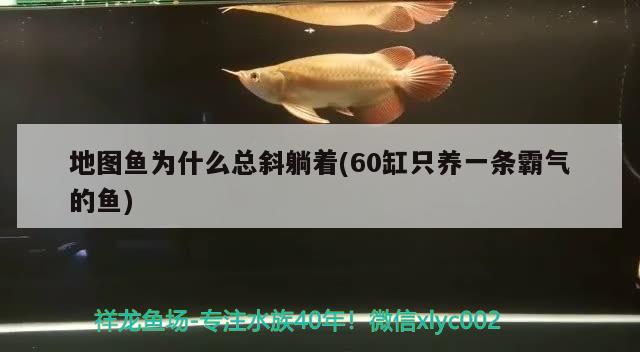 地圖魚為什么總斜躺著(60缸只養(yǎng)一條霸氣的魚)